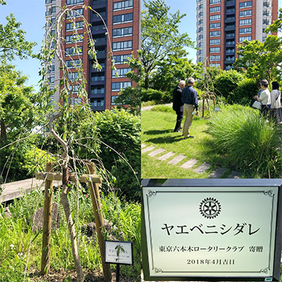 桜　ヤエベニシダレ